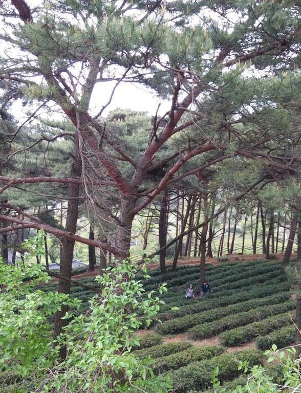 Korean Traditional House - Chungnokdang Hotel Boseong Ngoại thất bức ảnh